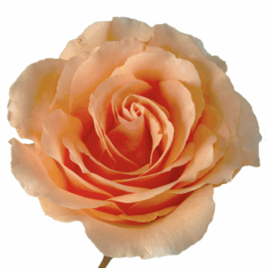 ROSE FELICITY - 50 CM